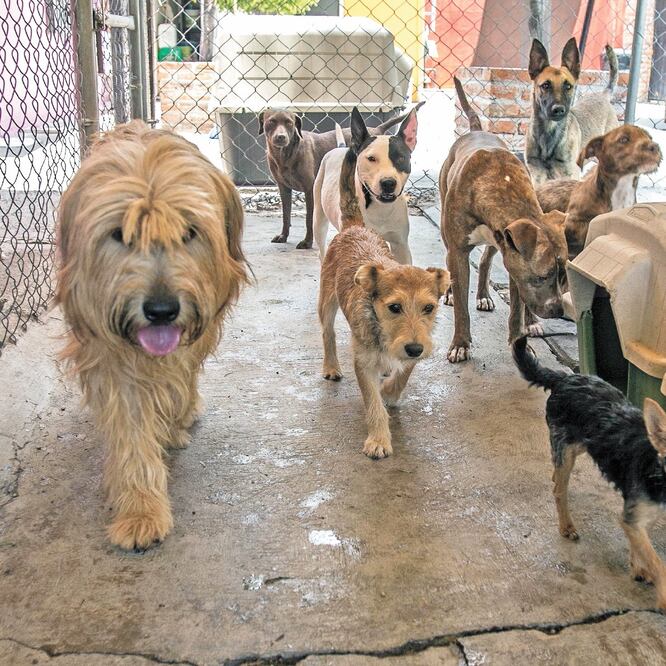 La falta de esterilización de los animales de compañía, afirma la diputada de Morena Leticia Varela, trae como consecuencia la sobrepoblación y genera que no tengan una vida digna. ARCHIVO EL UNIVERSAL