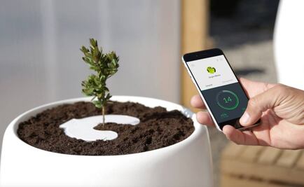 Transforman cenizas humanas en vida