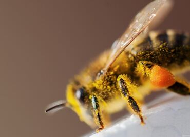 El polen, una herramienta para resolver crímenes