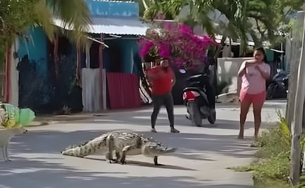 VIDEO Cocodrilo sorprende a vecinos de Celestún; el reptil fue captado cruzando tranquilamente la calle