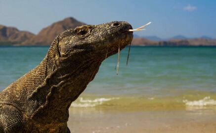 Prohibirán turismo en Isla de Komodo para proteger a dragones