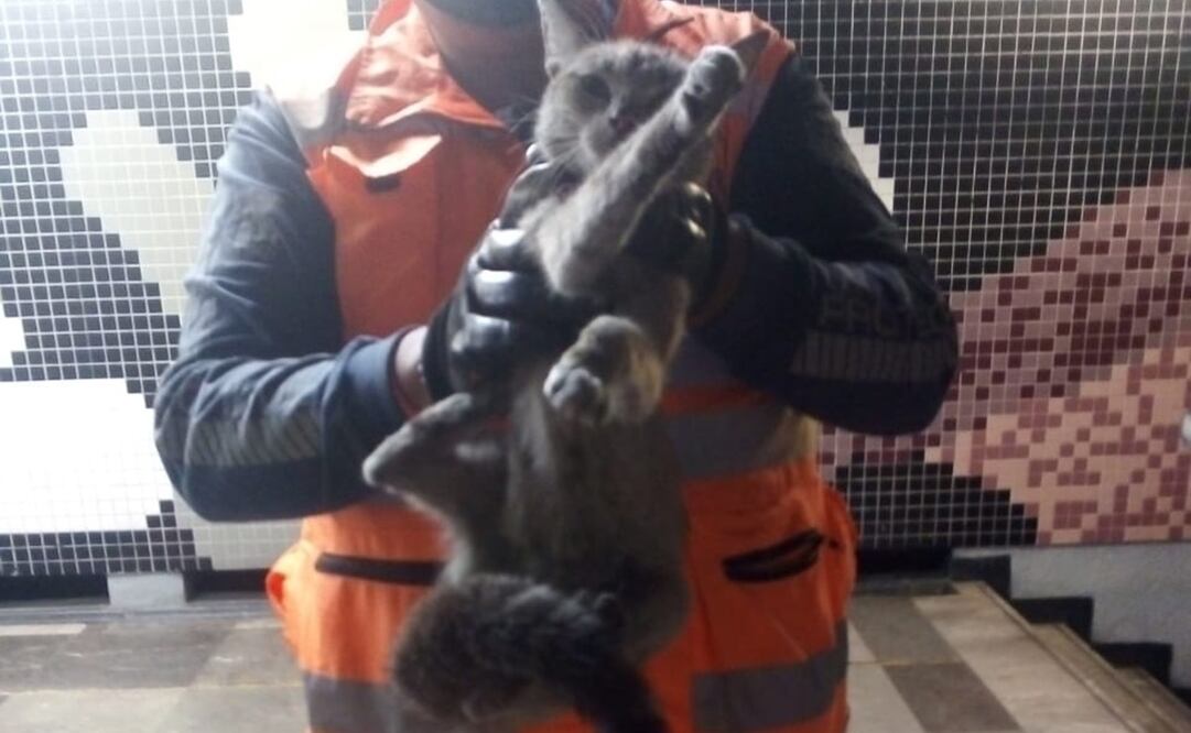 De manera coincidente, el rescate se da en el Día Internacional del Gato. Foto: STC Metro