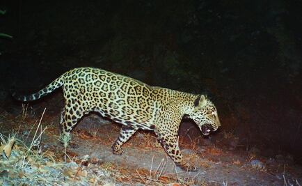El muro de Trump pone en riegos al jaguar