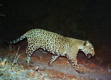 El muro de Trump pone en riegos al jaguar
