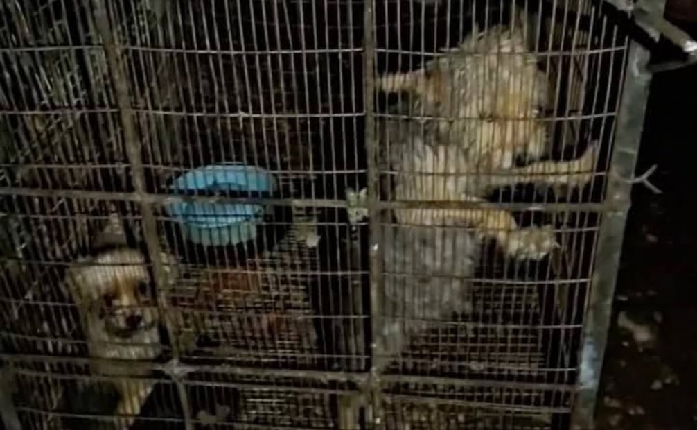 Perritos fueron rescatados de jaulas en Yucatán (30/12/2025). Foto: Especial