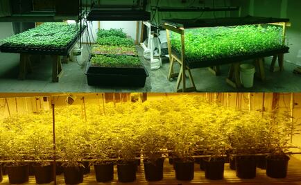 Localizan invernadero de marihuana en Naucalpan