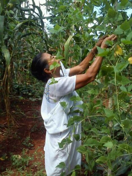 El Chahuistle, de que cae, cae 