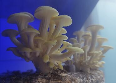 Tencui: el restaurante de Mario Espinosa dedicado al reino fungi