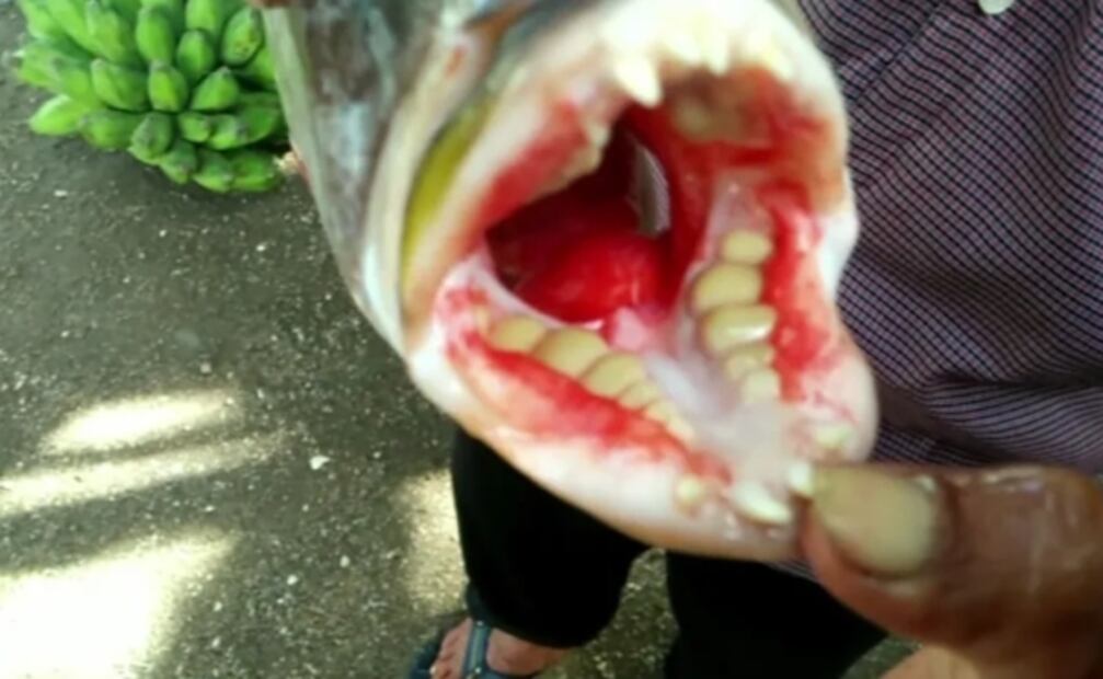 “Pensé que me rompería la piel": buzo es mordido por un pez con dientes humanos y se hace viral