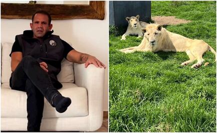 "Así me llegaron", dice fundador the Black Jaguar-White Tiger por videos de felinos maltratados