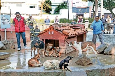 Ataque de perros a patos divide a vecinos de Toluca