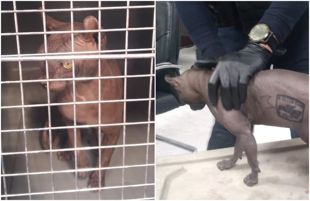 FOTO: Especial/ EL UNIVERSAL/