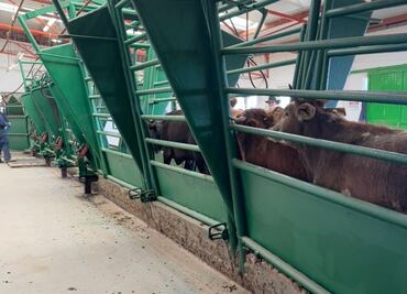 Listas 70 mil cabezas de ganado en Chihuahua tras reapertura de fronteras; ejemplares cuentan con los requisitos sanitarios para exportación