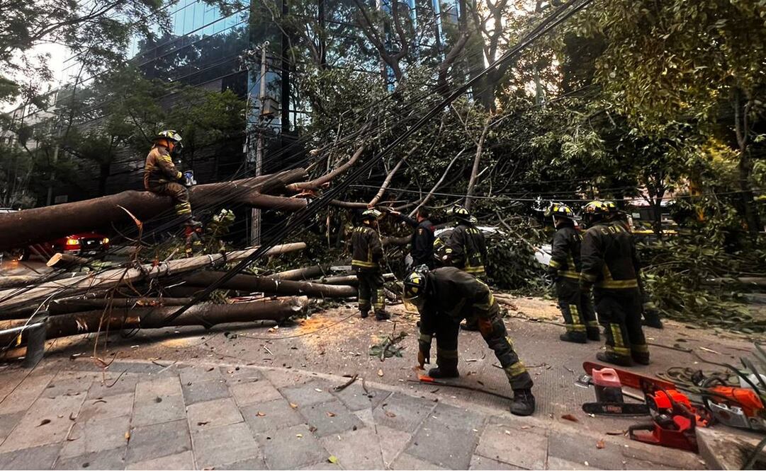 Cae árbol en la colonia Nápoles. Foto: Especial