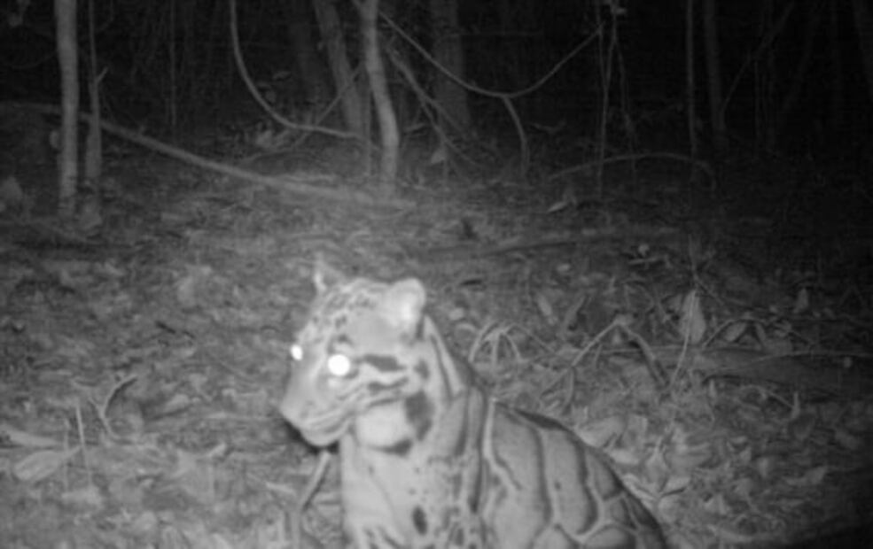 Avistan en Tailandia una pantera nebulosa, especie en riesgo de extinción