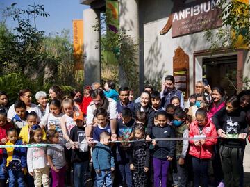 Para conservar al ajolote, Sheinbaum inaugura "Anfibium" en Chapultepec