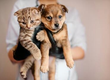 Adoptatón: adopta un lomito o michi en CDMX este fin de semana; SSC invita a los capitalinos a tener un nuevo mejor amigo peludo