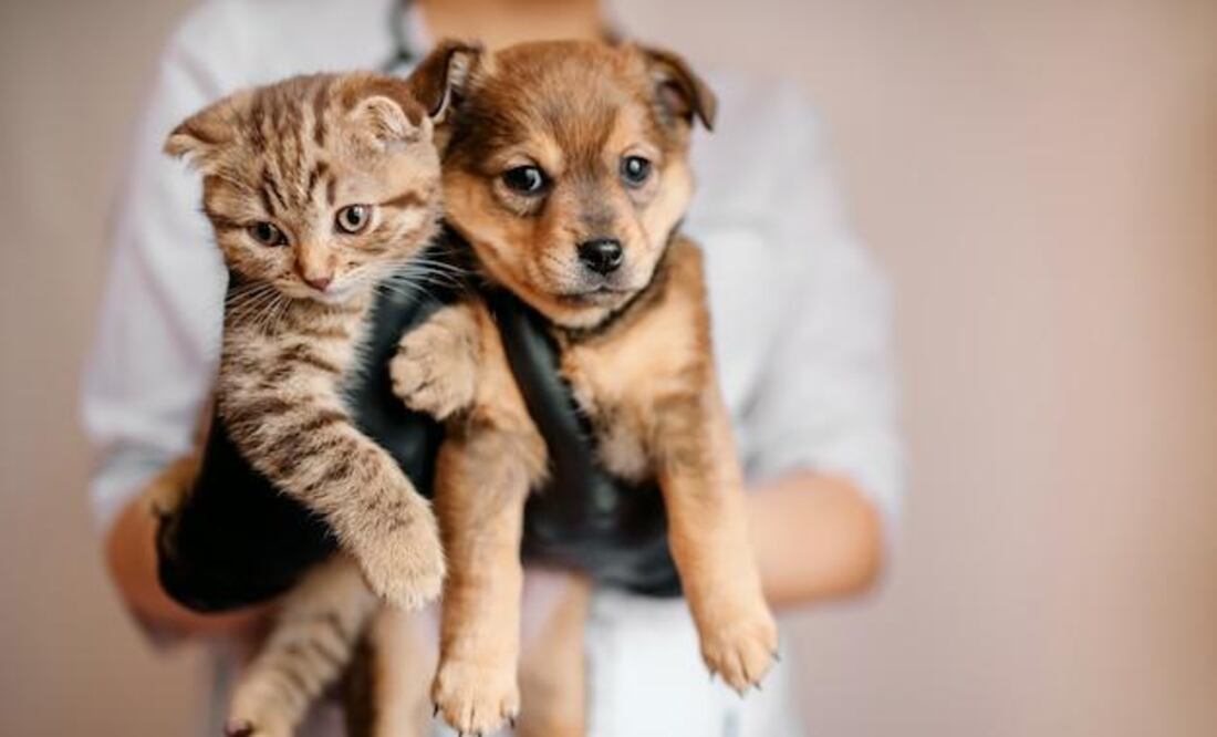 Este fin de semana podrás adoptar un lomito o un michi en la CDMX. Foto: Freepik.