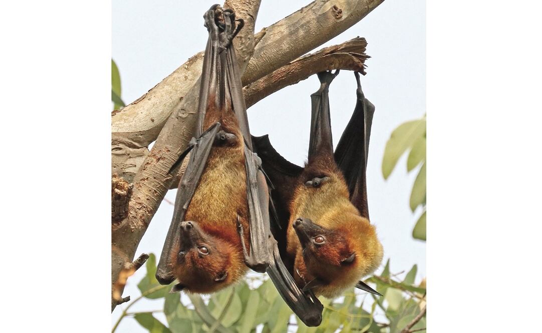 Dos murciélagos frugivoros del género Teropus, conocidos como zorros voladores. Foto: ESPECIAL