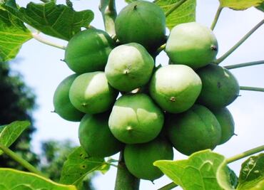 Mexican Students use aquaponics to produce biofuel