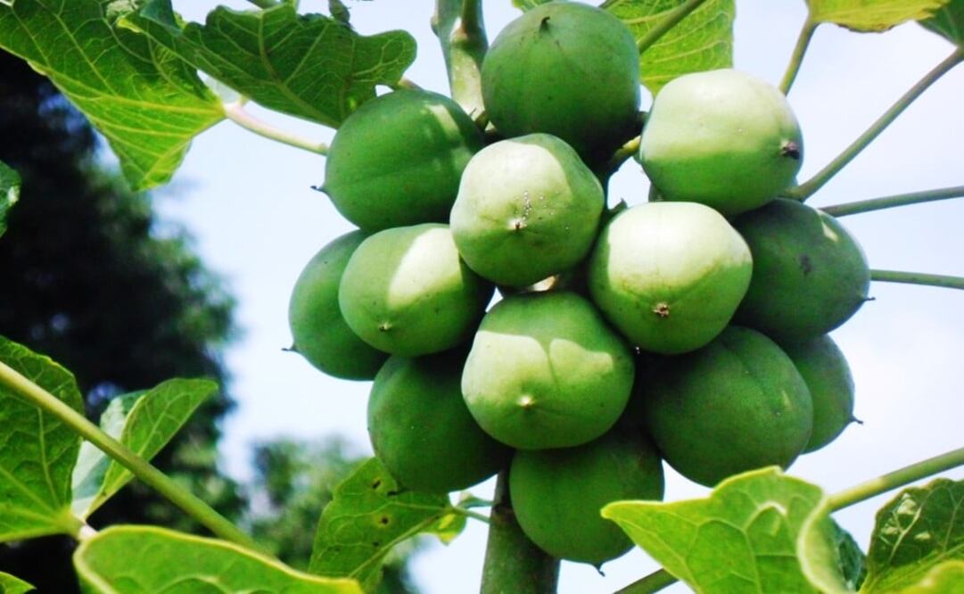 The Jatropha is a very common plant in Mexico – Photo: File Photo: EL UNIVERSAL