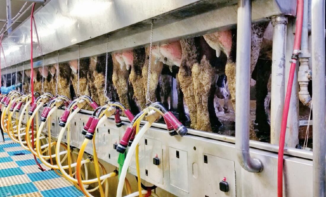 Los veterinarios mexicanos trabajaban 14 horas y les pagaban 700 dólares cada quincena, lo que no les alcanzaba para el pasaje de regreso. (CORTESÍA)