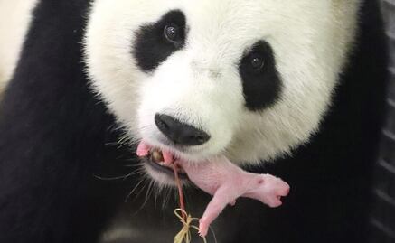 Nace panda gigante en zoológico de Bélgica