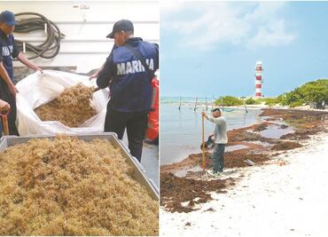 Marina ha recolectado en septiembre 5 mil toneladas de sargazo en Quintana Roo