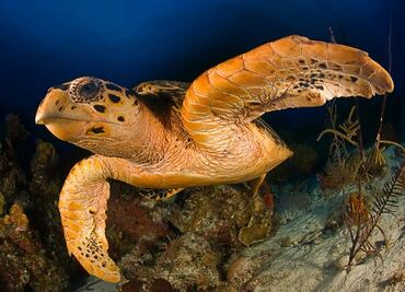 Tortuga marina tiene 22 % de probabilidad de morir si ingiere un plástico