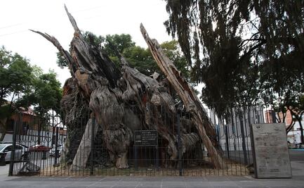 La leyenda del árbol de la Noche Triste a 40 años de su incendio