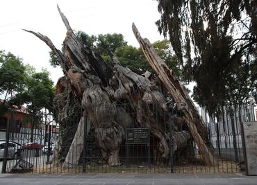 La leyenda del árbol de la Noche Triste a 40 años de su incendio