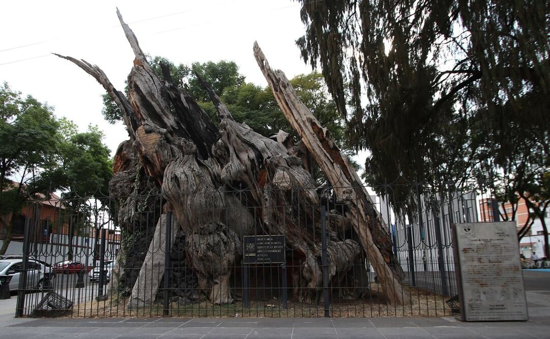 Foto: Carlos Mejía/ EL UNIVERSAL