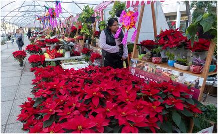 Lánzate al Festival Flores de Nochebuena en Paseo de la Reforma; aquí todos los detalles 