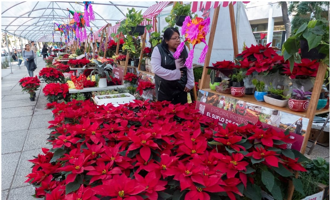 Festival Flores de Nochebuena. Foto: Especial