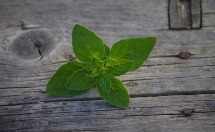 Descubre la poderosa hierba aromática que disminuye el colesterol de manera natural