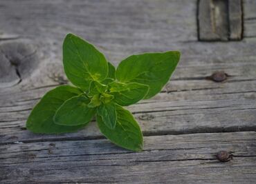 Descubre la poderosa hierba aromática que disminuye el colesterol de manera natural