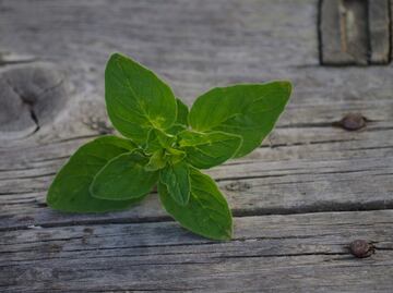 Descubre la poderosa hierba aromática que disminuye el colesterol de manera natural