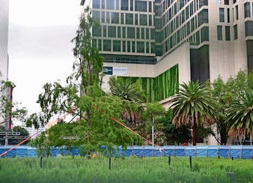 ”Ya se acopló ahuehuete en glorieta de Reforma”