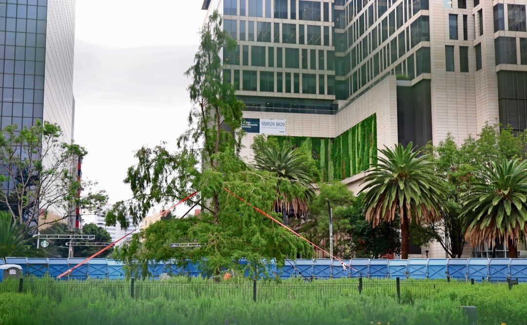 El ahuehuete está bajo el cuidado de un equipo “custodio” de especialistas, quienes le han brindado atención desde su plantación, señaló la titular de la Sedema. Foto: Valente Rosas | El Universal