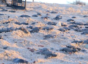 Por pandemia y ausencia de turistas, nacen miles de tortugas en playas de Sonora