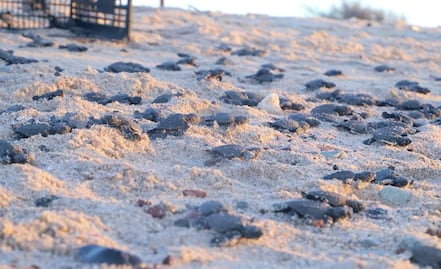 Por pandemia y ausencia de turistas, nacen miles de tortugas en playas de Sonora  