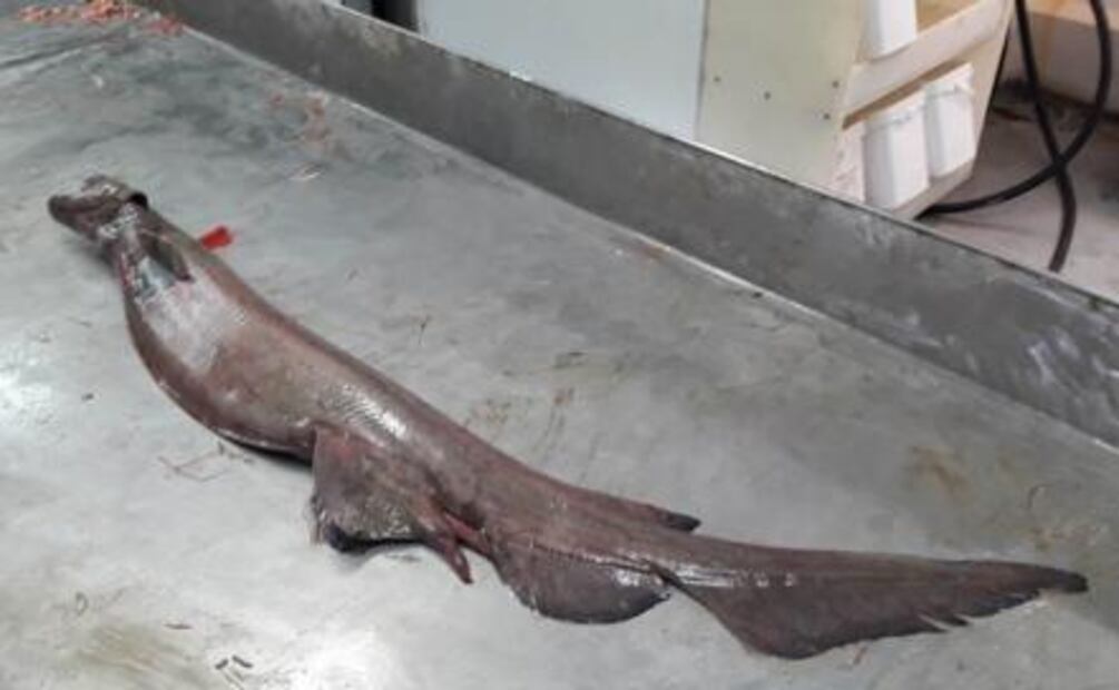 Encuentran tiburón "prehistórico" vivo en Portugal