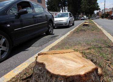 Ordena Transparencia a Sedema informar cuántos permisos otorgó para derribar árboles en CDMX