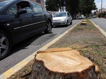Buscan endurecer penas de hasta 20 años de cárcel contra talamontes en CDMX