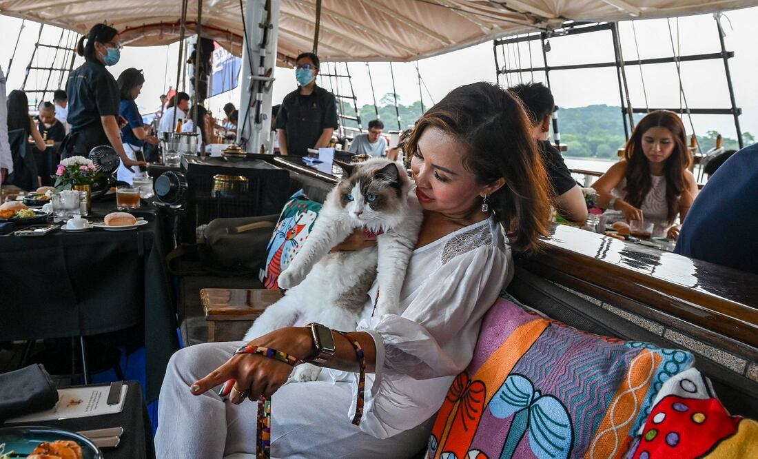 Una visitante se sienta con su gato en el Royal Albatross, un barco alto de lujo que ofrece experiencias gastronómicas y de navegación en las aguas de Singapur y donde se permiten mascotas. Foto: AFP