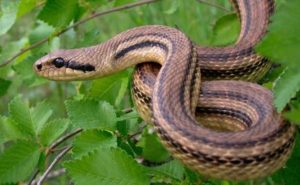 Veneno de serpiente impide reproducción del virus de Covid, revela investigación