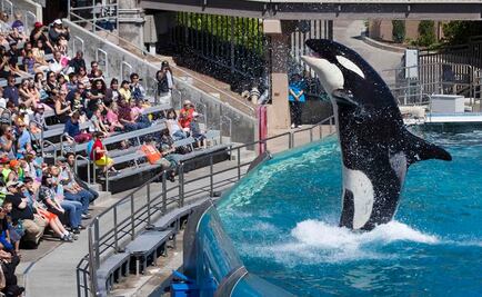 SeaWorld va contra prohibición de criar orcas