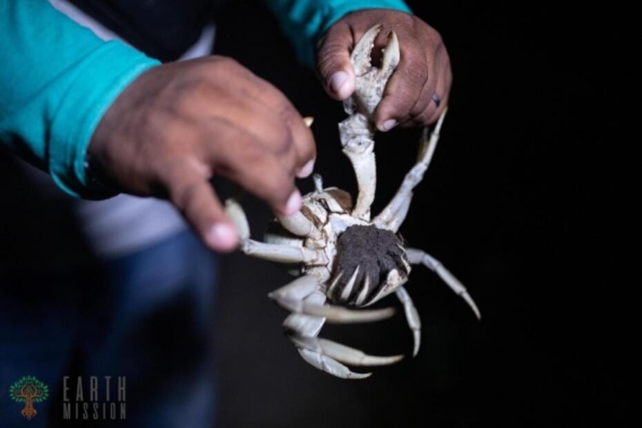 Misión: salvar al cangrejo azul en Veracruz