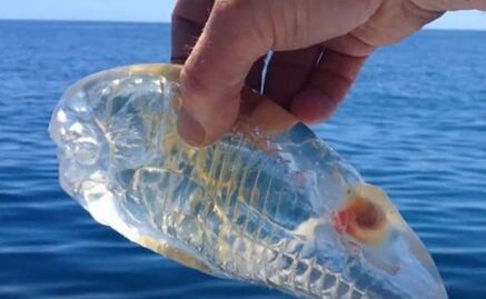 El extraño animal "transparente" que habita los océanos