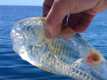 El extraño animal "transparente" que habita los océanos